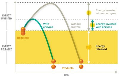 Enzyme lowers activation energy