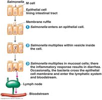 Helicobacter pylori in the stomach lining