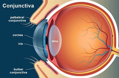 Diagram showing the conjunctiva, cornea, iris, and lens of the eye