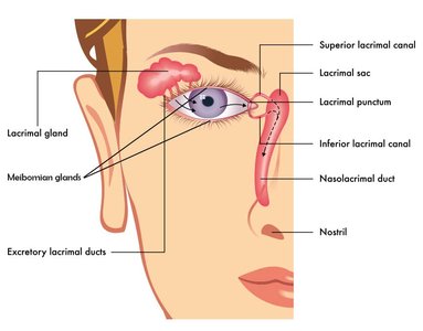 Diagram of the lacrimal apparatus and tear drainage system