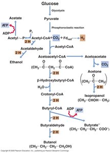 Solvent production pathways