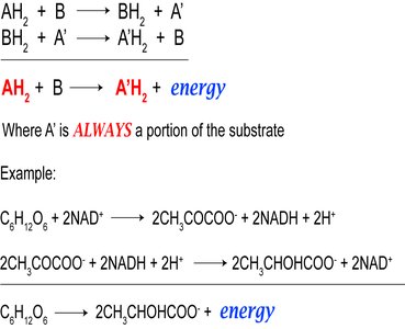 General fermentation reaction and example