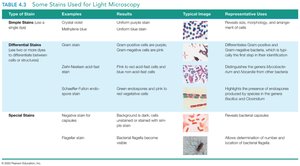 Table of stains used for light microscopy, including simple, differential, and special stains, with examples, results, images, and representative uses.