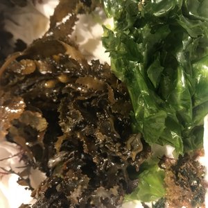 Photograph of multicellular algae
