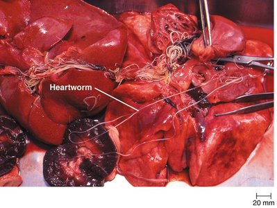 Photograph of heartworm in animal tissue