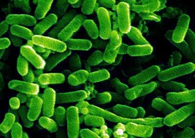 SEM image of Escherichia coli