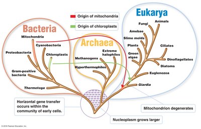 Phylogenetic tree of Bacteria, Archaea, and Eukarya