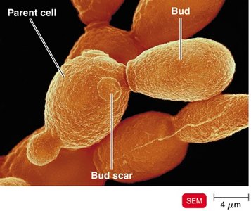 SEM image of budding yeast cells
