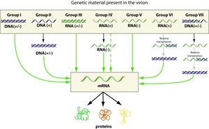 Baltimore classification of viruses