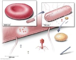 Relative sizes of cells, viruses, and other biological structures