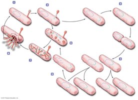 Lysogenic replication cycle diagram