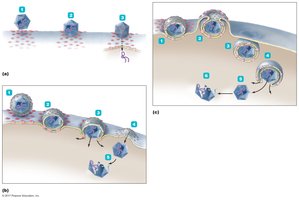 Mechanisms of entry of animal viruses