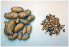 Potato plants affected by viroids
