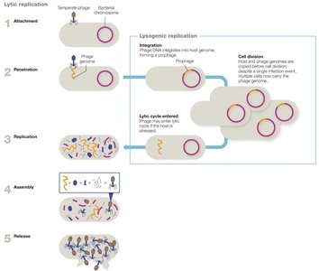 Bacteriophage lytic and lysogenic replication cycles