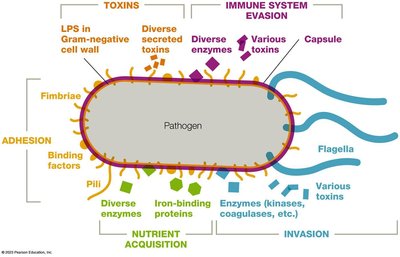 Virulence factors of pathogens
