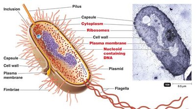 Diagram of bacterial cell structure