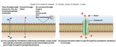 Selective permeability of plasma membrane
