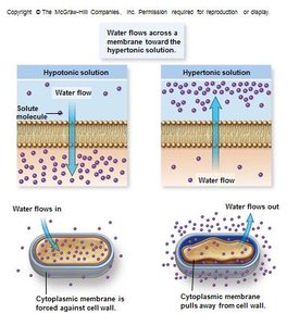 Facilitated diffusion, active transport, and group translocation