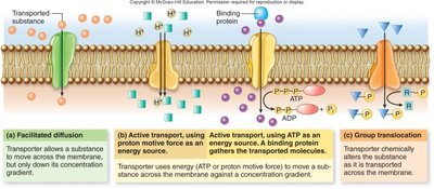 Osmosis in bacterial cells