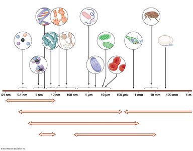 Relative sizes of biological structures and cells