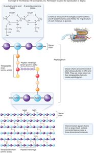 Gram-positive cell wall structure