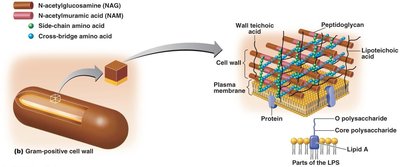 Gram-negative cell wall structure