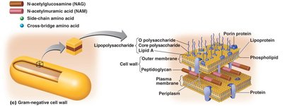 LPS structure