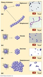 Cocci arrangements and light micrographs