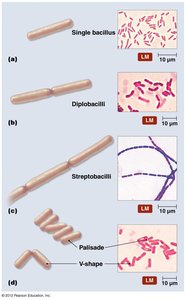 Bacilli arrangements and light micrographs