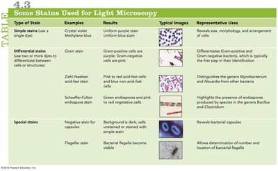 Table of stains used in light microscopy