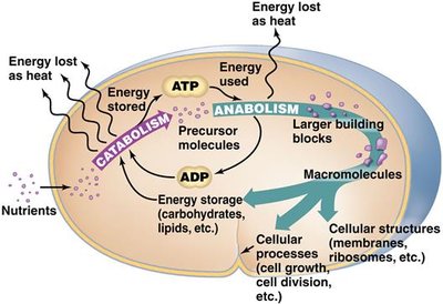 Overview of catabolism and anabolism in a cell