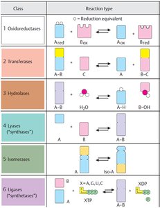 Enzyme classes and reaction types