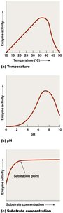 Effect of temperature, pH, and substrate concentration on enzyme activity