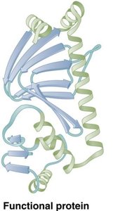 Functional protein structure
