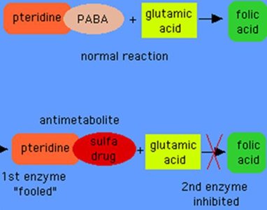 Sulfa drug competitive inhibition of folic acid synthesis