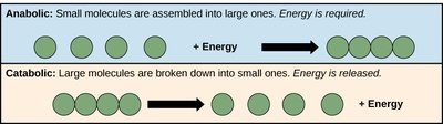 Comparison of anabolic and catabolic reactions