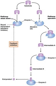 Feedback inhibition in metabolic pathways