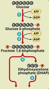 Glycolysis energy investment and lysis stages