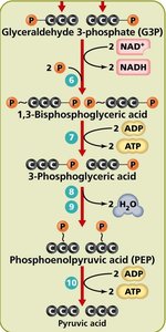 Glycolysis energy harvesting stage