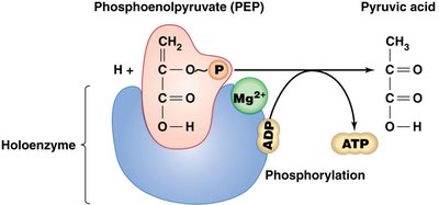 PEP substrate-level phosphorylation
