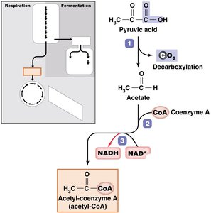 Acetyl-CoA formation from pyruvic acid