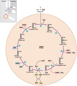 Citric acid cycle steps