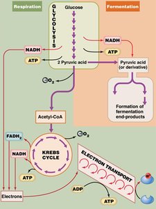 ETC carrier molecules