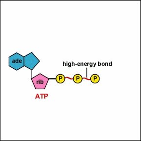 ATP structure with high-energy bonds