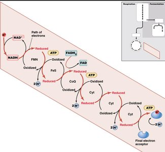 ETC complexes and proton gradient