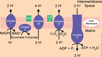 ETC arrangement