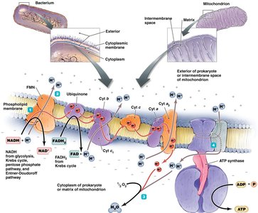 Cytochrome c oxidase inhibition