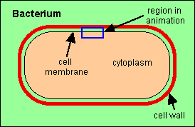 ATP synthase structure