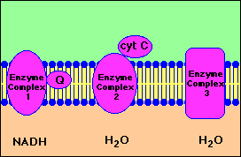 ATP synthase rotary motor