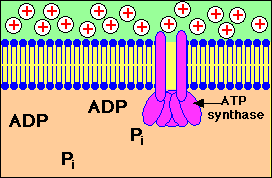 ATP synthase action